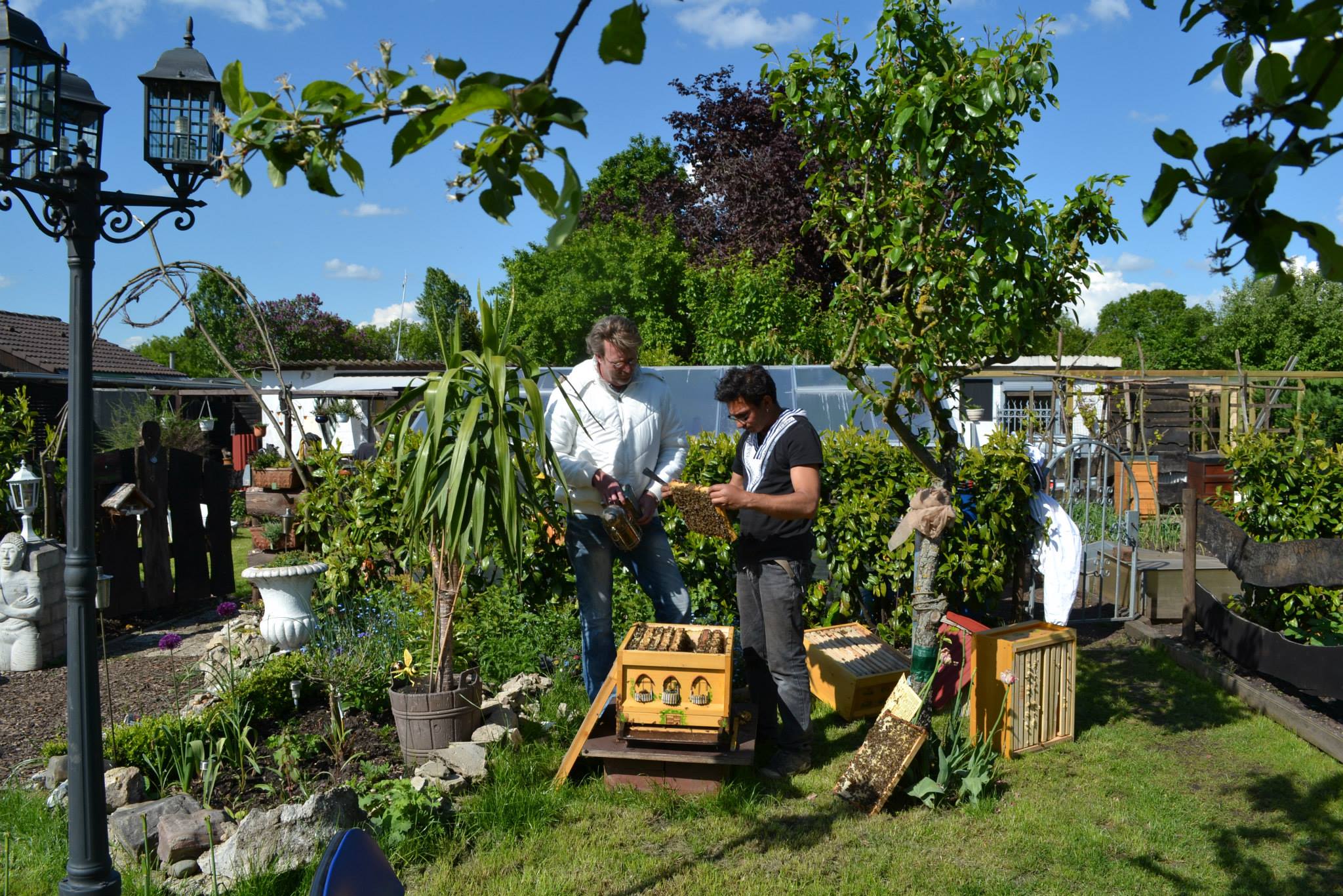 DER BIENEN PATE Mai Biene Was macht der Hobbyimker im Mai ?