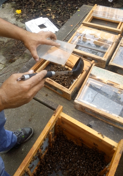 DER BIENEN PATE Juni Biene Wenn das Volk auszieht